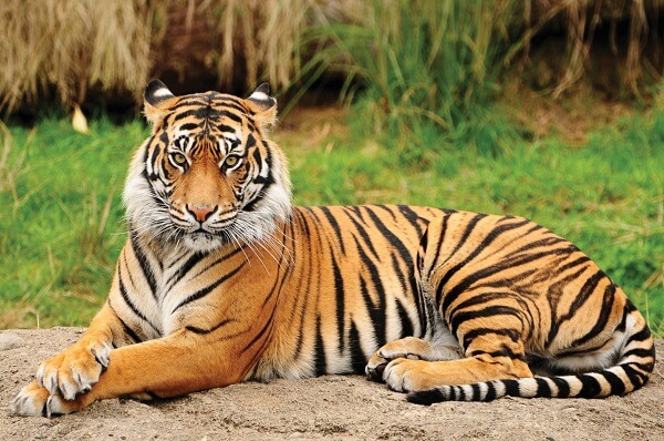 Maharashta Wild Life Tour