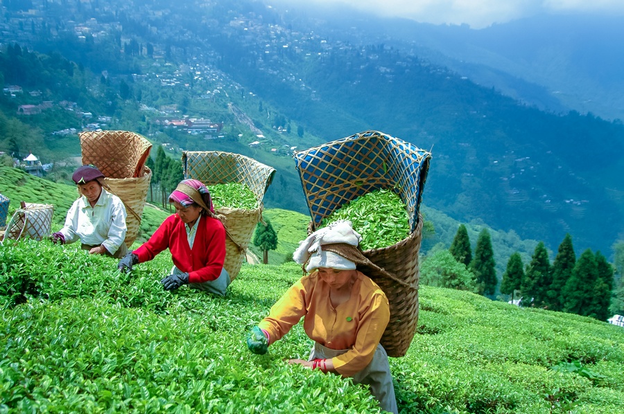 Darjeeling-Tea-Fields.jpg