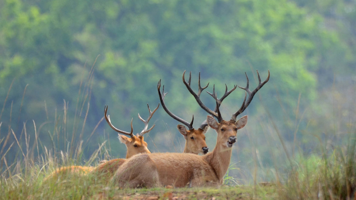 kanha-national-park-1.jpg