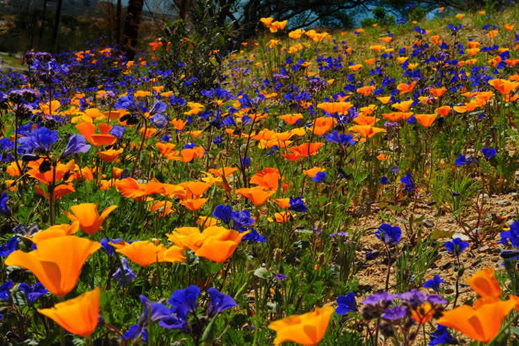 valley_of_flowers_uttarakhand2_2.jpg